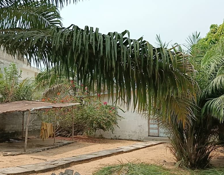 Parcelle à vendre à Cotonou Cocotiers