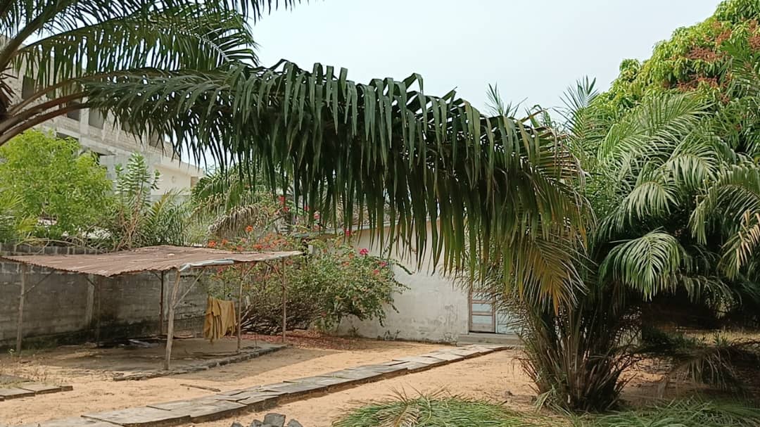 Parcelle à vendre à Cotonou Cocotiers