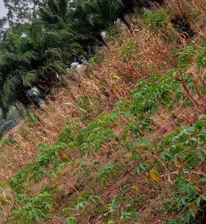 DOMAINE AVEC TF À VENDRE À GLO-DJIGBE