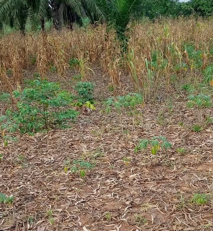 DOMAINE AVEC TF À VENDRE À GLO-DJIGBE