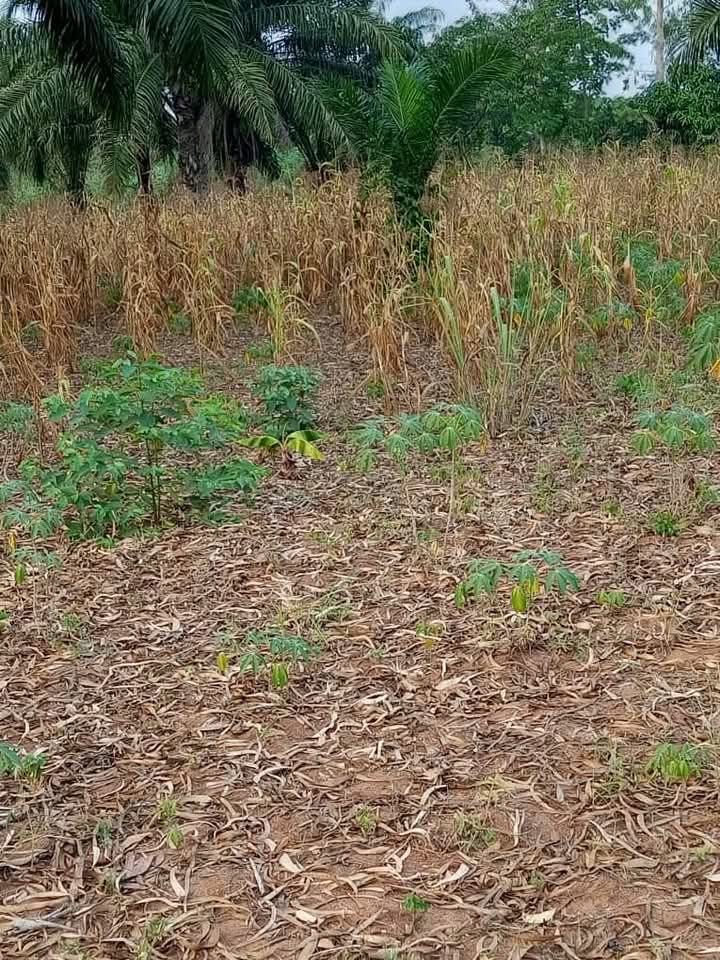 DOMAINE AVEC TF À VENDRE À GLO-DJIGBE