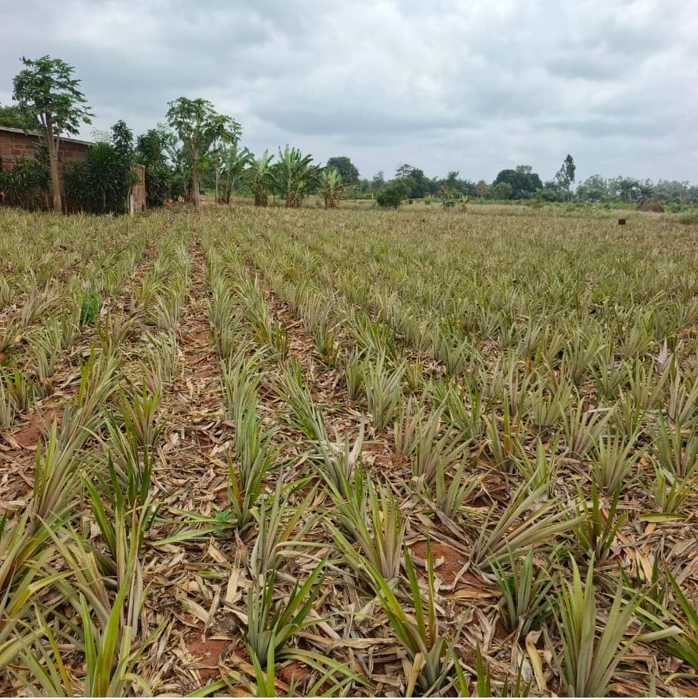 Parcelles à vendre à Abomey-Calavi Hêvié